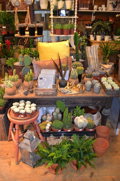 Cacti shop Røros